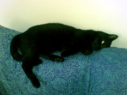macchia